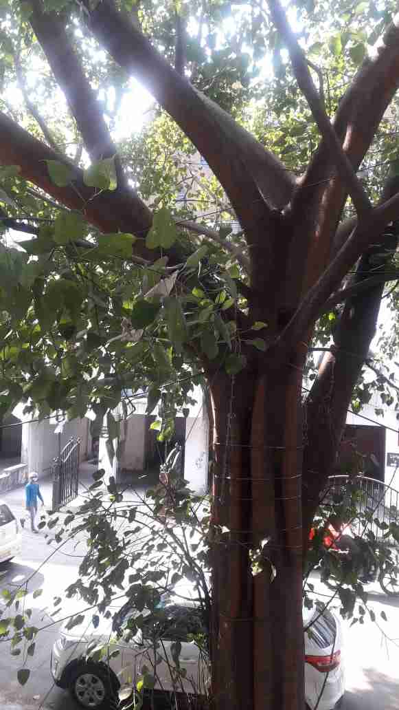 No Preference PG room in Koregaon Park, Pune – photo 2